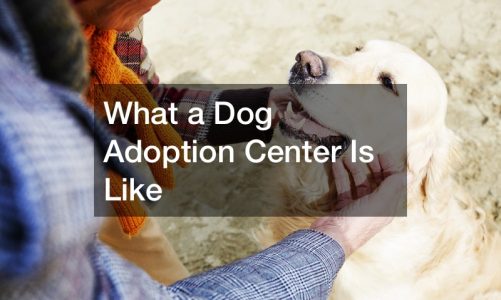 What a Dog Adoption Center Is Like
