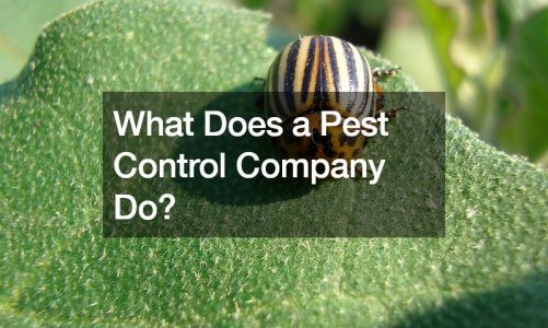 What Does a Pest Control Company Do?