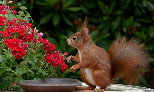 5 Harmless Ways to Keep Wildlife Out of Your Garden