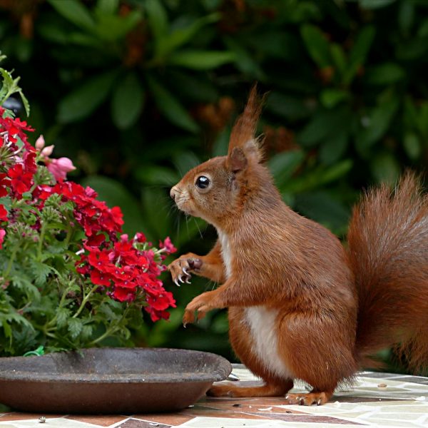 5 Harmless Ways to Keep Wildlife Out of Your Garden